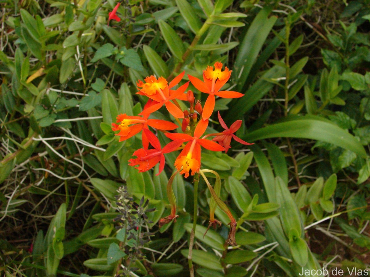 Epidendrum radicans Pav. ex Lindl.